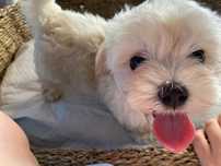 Maltipoo Toy pudel