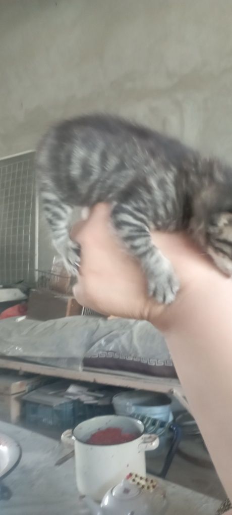 Mushuk bolasi tekin berladi