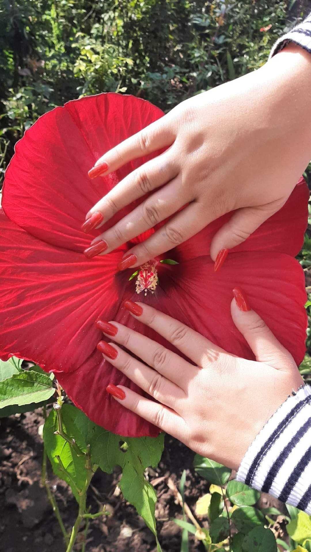 Hibiscus Moscheutos cu florile cât o farfurie