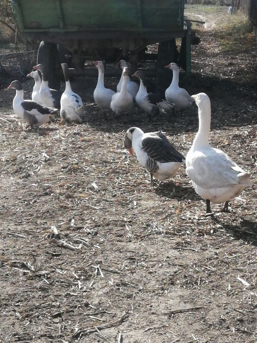 Gâște de vânzare!