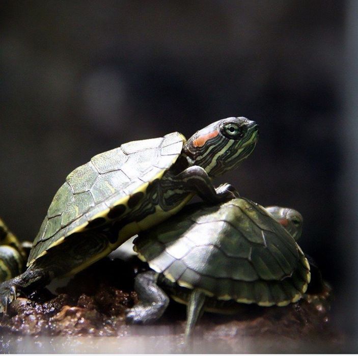 Красноухая черепаха