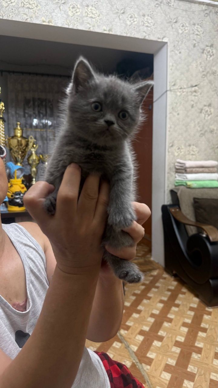 ЧистокровныеШотланцы. Скотиш Фолд - Страйт, котята рожденны 31 июля.
