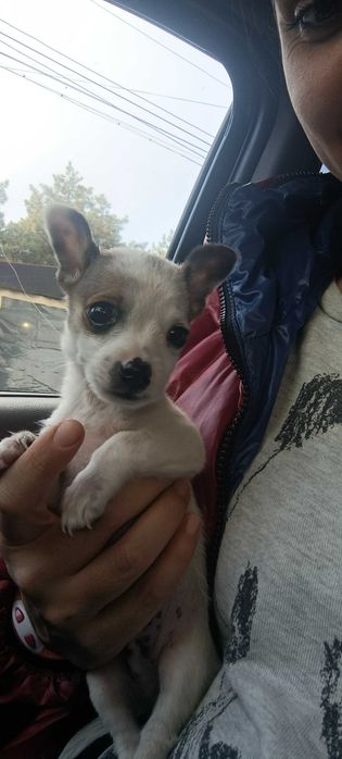 Мини пинчер с чихуахуа