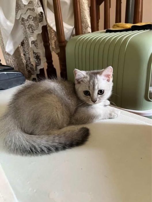 Британский серебристый котенок