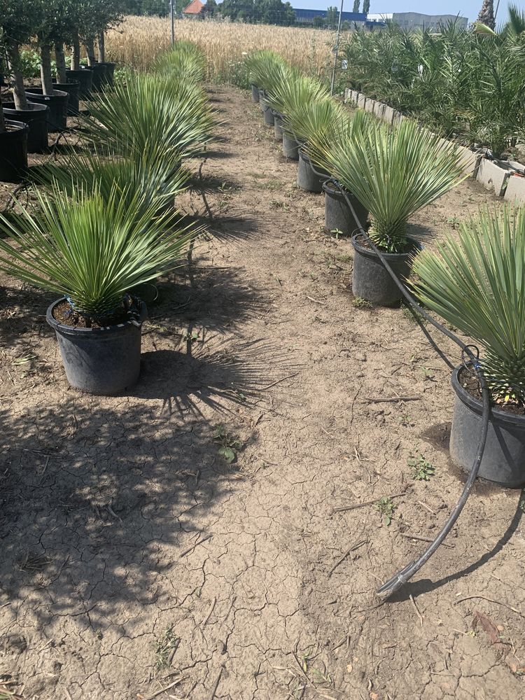 Yucca rostrata la ghiveci