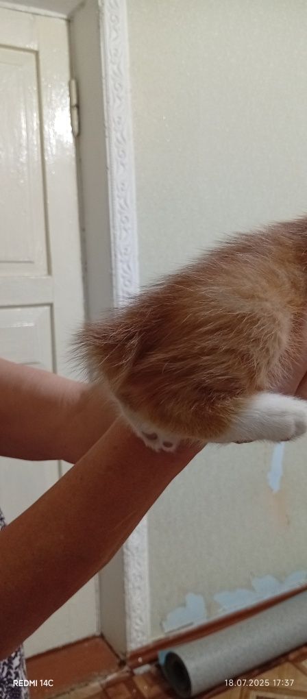 Очаровательные котята