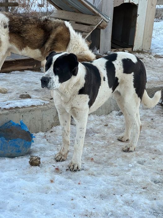 Продам щенок алабая