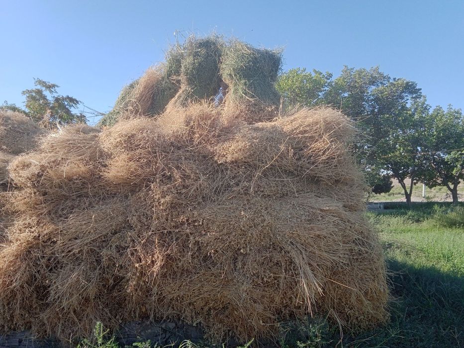 Беда сотилади 12 минг