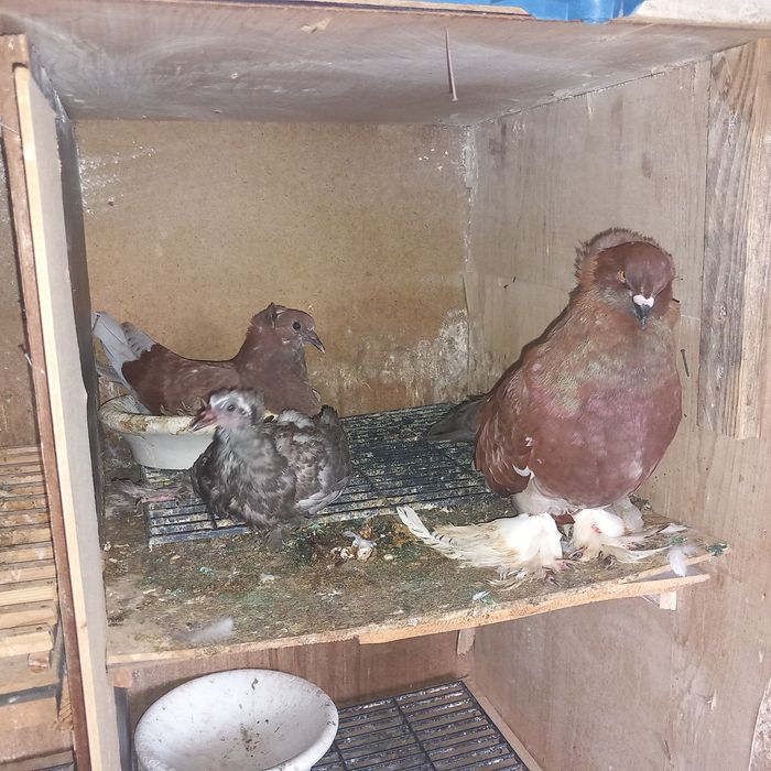 Porumbei uriasi maghiari