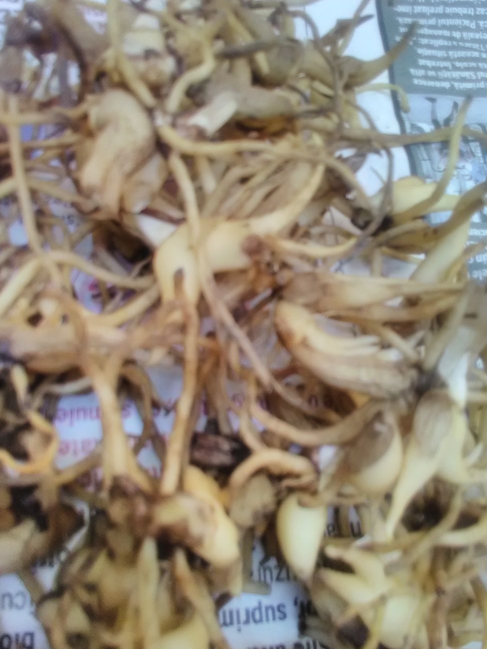 Dactylorhiza maculată (sculătoare)
