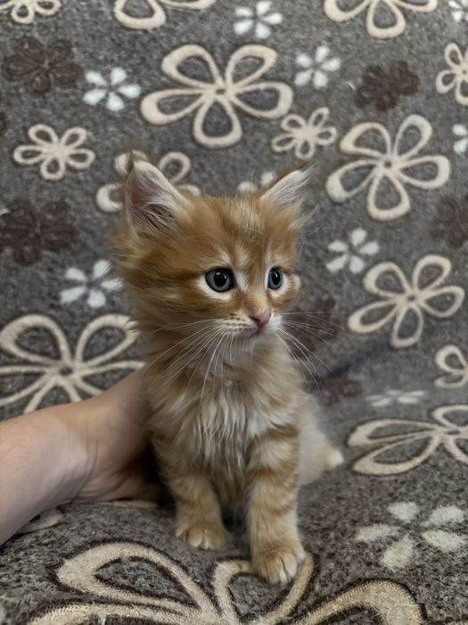 Котята помесь сибирской породы и мейн куна