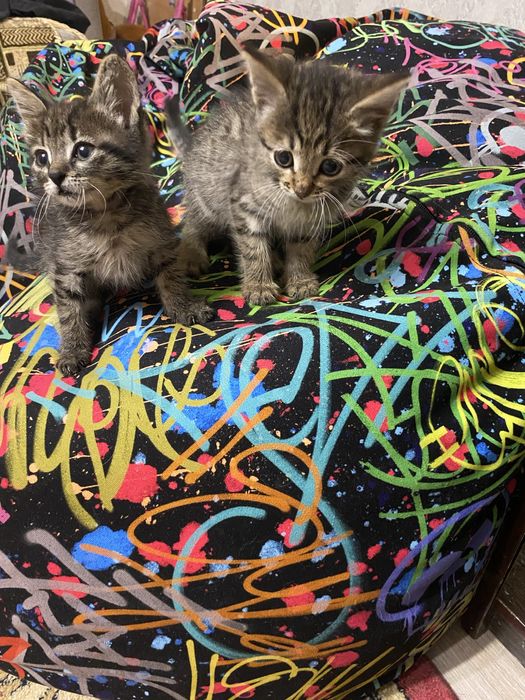 Отдам  котят(мальчики, 1,5 мес) в добрые руки