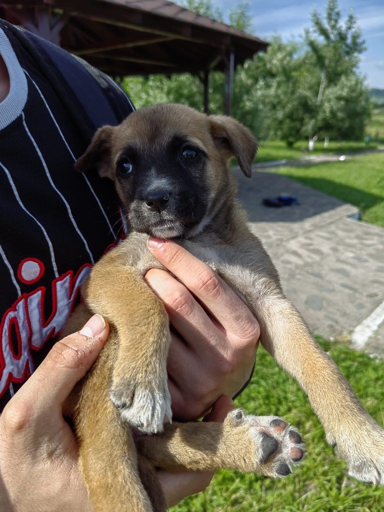 Cățeluși adopție