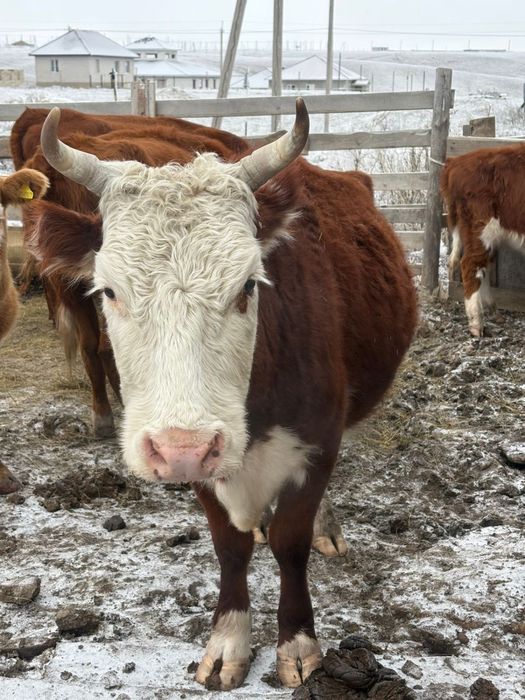 Соғымға семіз сиыр сатылады