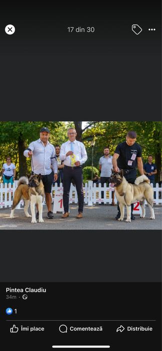 Akita American/Pedigree