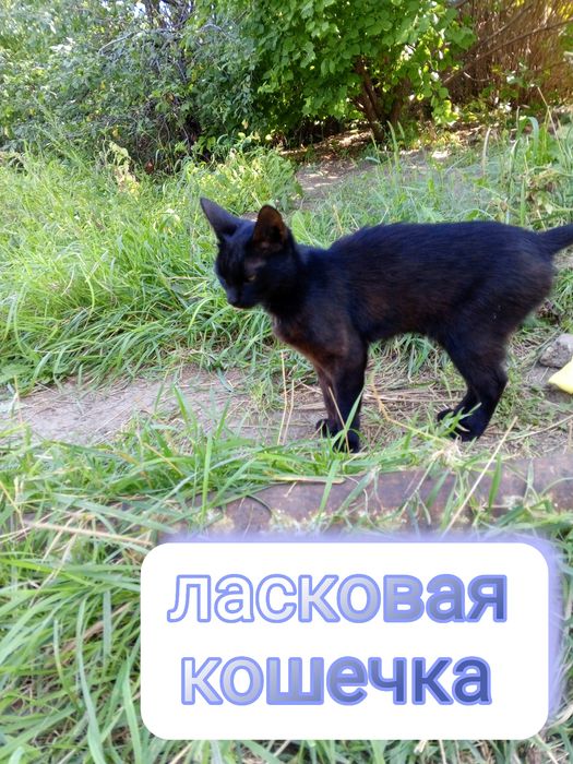 Отдам в хорошие руки