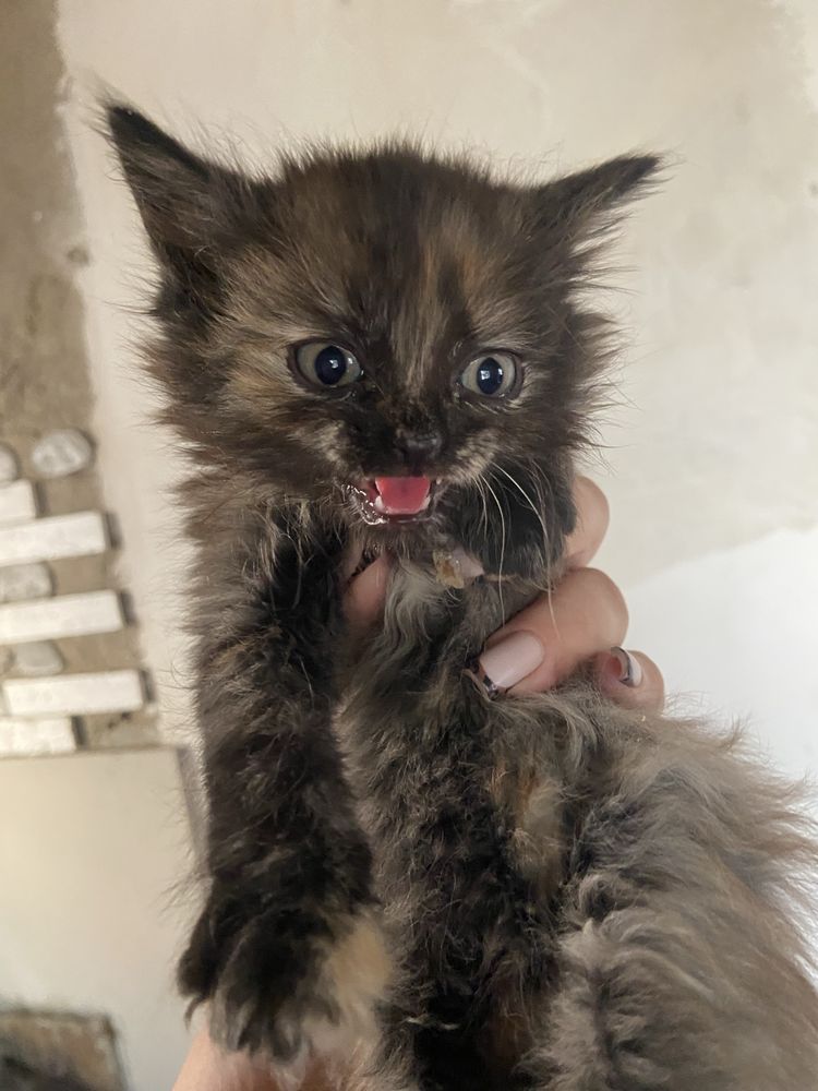 Отдам  котенка девочку