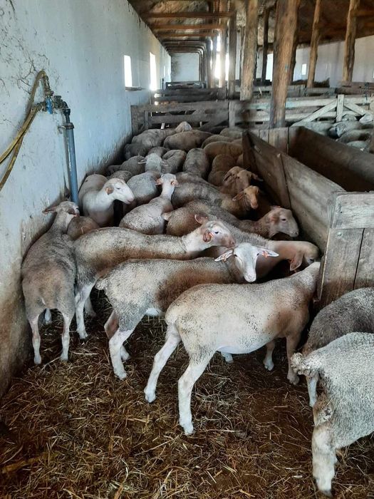 Miele tineret lacaune cu pedigree