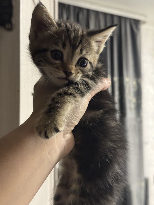 Котята шотландцы ( полукровки)