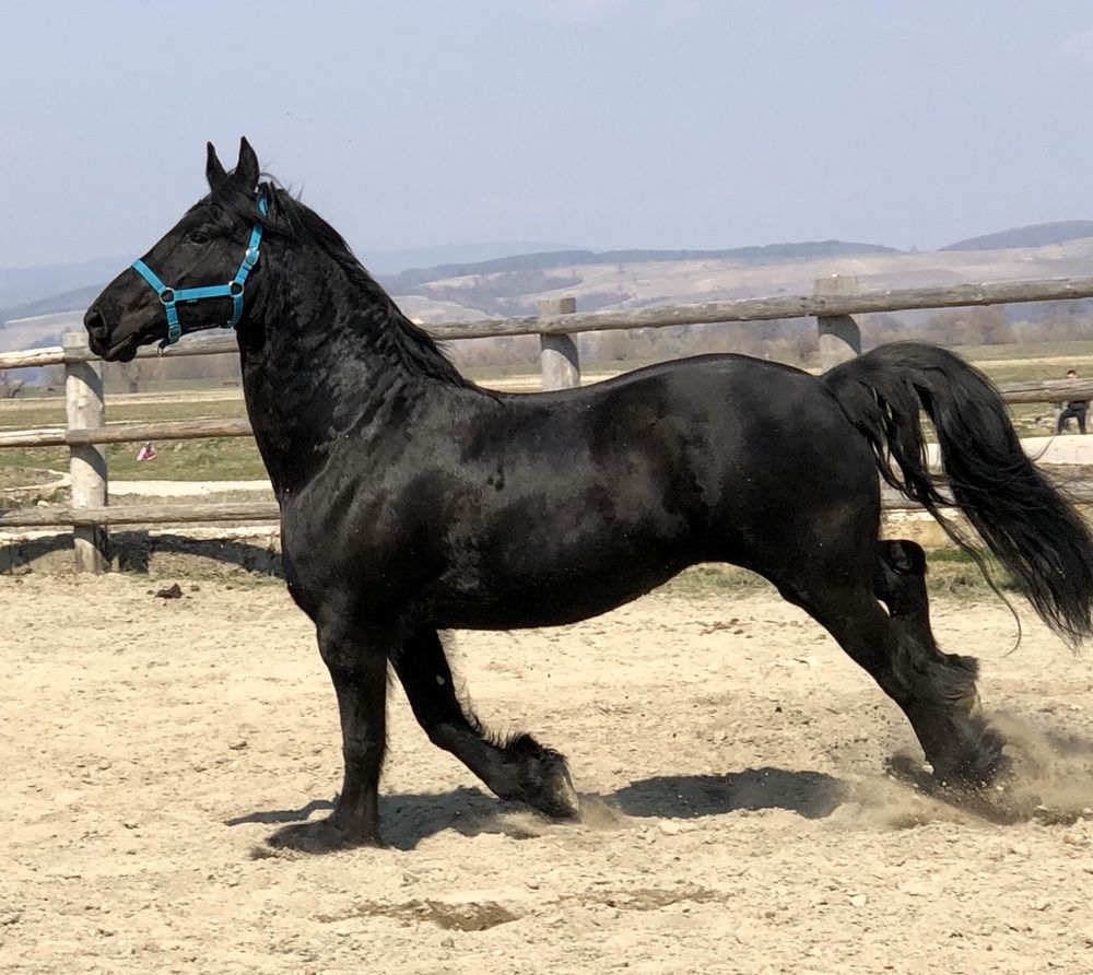 Iapa Friesian Stamboek