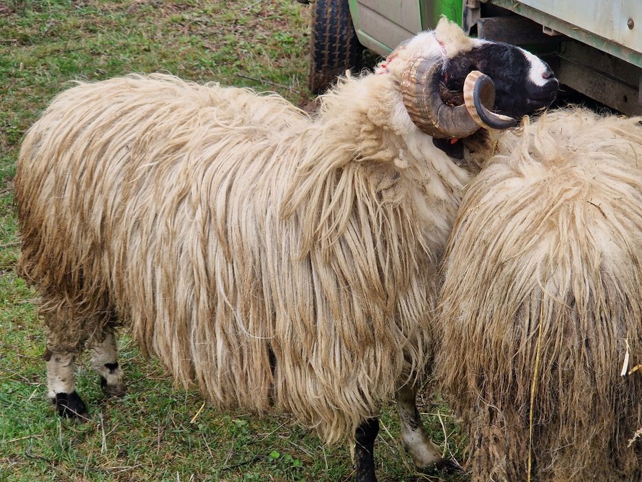 Berbeci Miori Breji de Hațeg