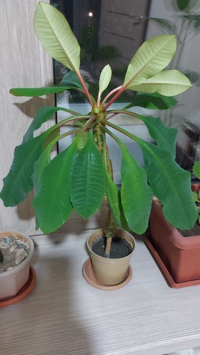 Молочай-иначе пальма