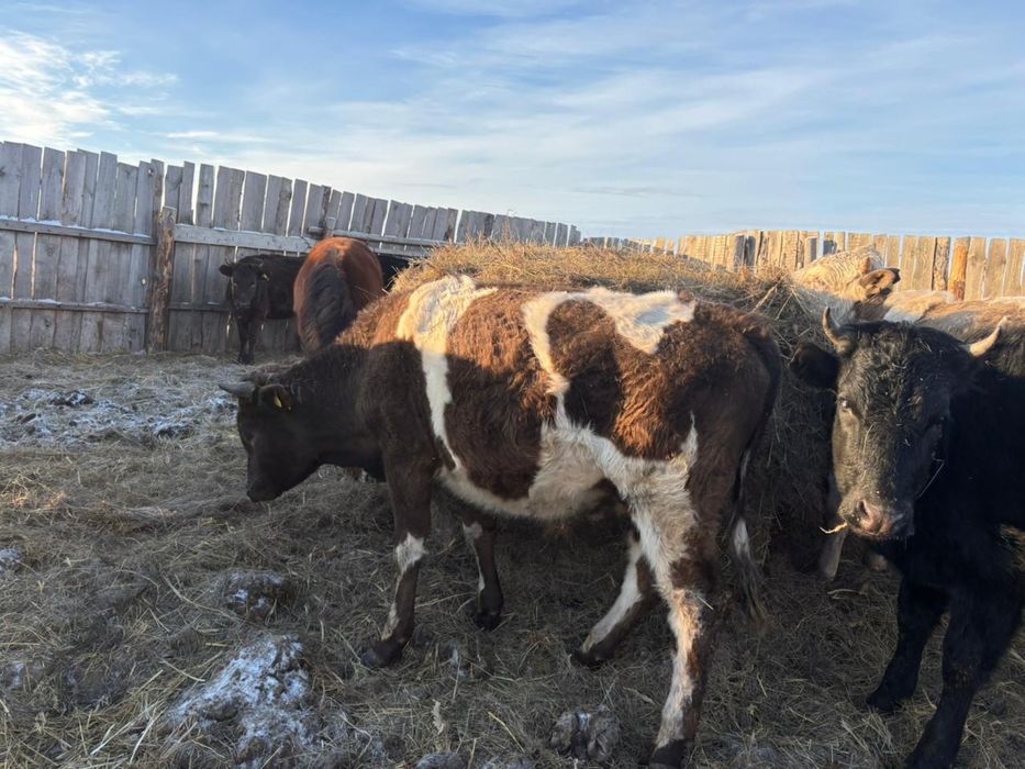 Продается 10 голов бычки