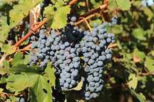 Vand struguri negrii Merlot