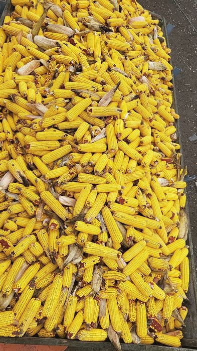 Porumb boabe sau stiulete 1 leu kg sau 1,2 boabe