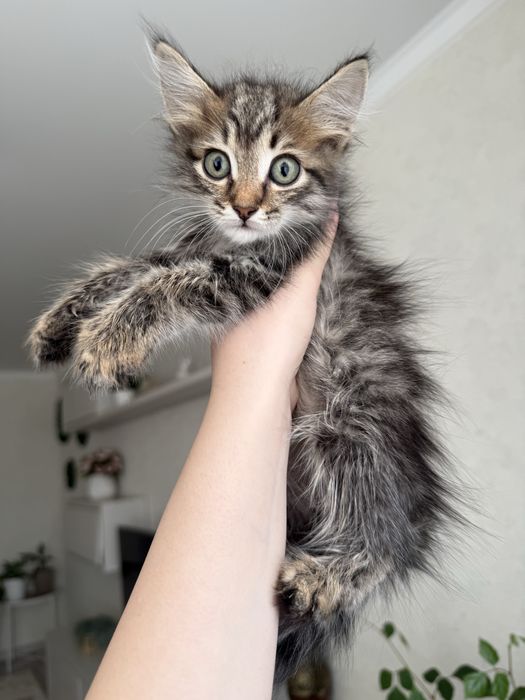 отдам котенка в добрые руки!