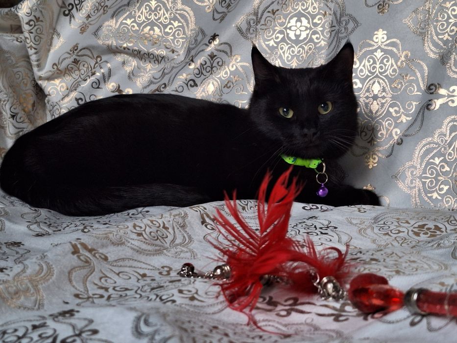 Подарите Чиппику семью