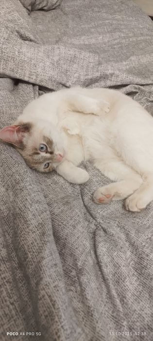 Отдам кошку и кота