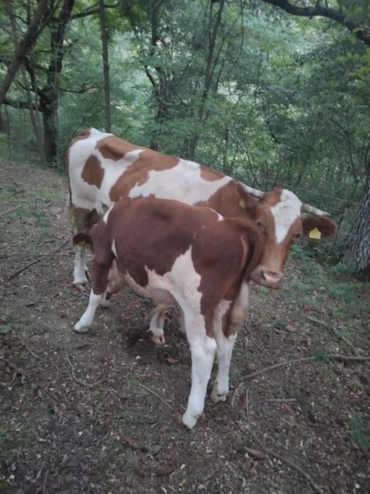 Vitel Baltata Românească de vanzare
