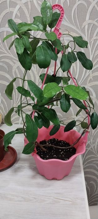 Продам стефанотис