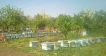 Vand 30 de familii albine in  Giurgiu