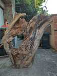 Lemn masiv de fag/rădăcină de fag/driftwood