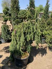 Molid Picea Abies veșnic verde plante ornamentale conifere