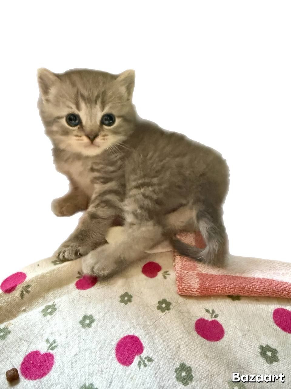 Продам котят породы британские шиншиллы