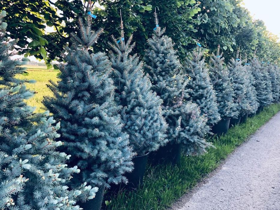 Tuia smaragd / columnaris / mesteacan betula / tei argintiu mirositor
