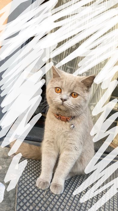 Продается в любящую семью