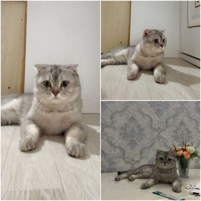 Scottish fold mushuk ogil bola soglom