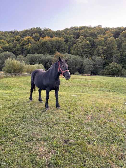 Două iepe de vânzare