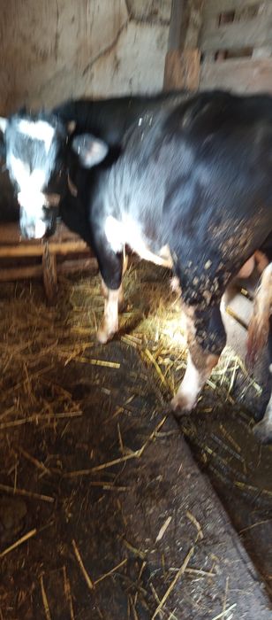 Vând vițel de carne