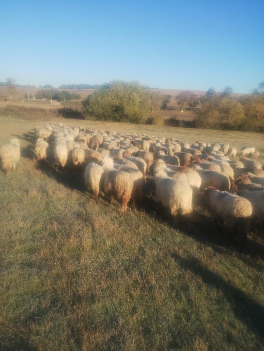 Oi și berbeci reformă