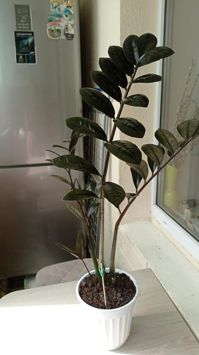 Замиокулькас. Долларовое чёрное  дерево