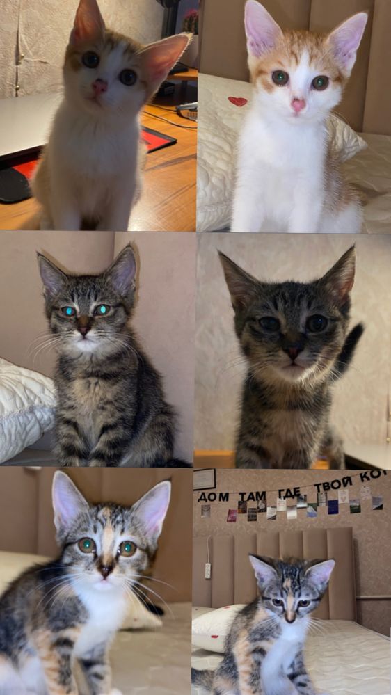 Котята в добрые руки