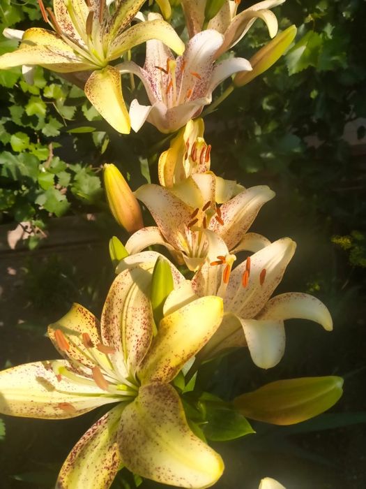 Лилия  сортовая