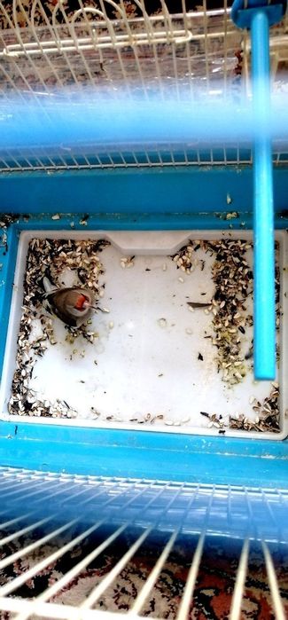 Sava norchi sotiladi yengi tushgan qush yirik nar