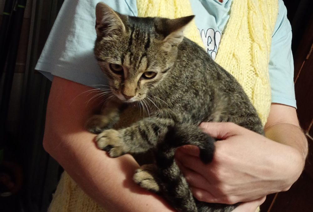 Pisoi tanar foarte prietenos, probabil abandonat