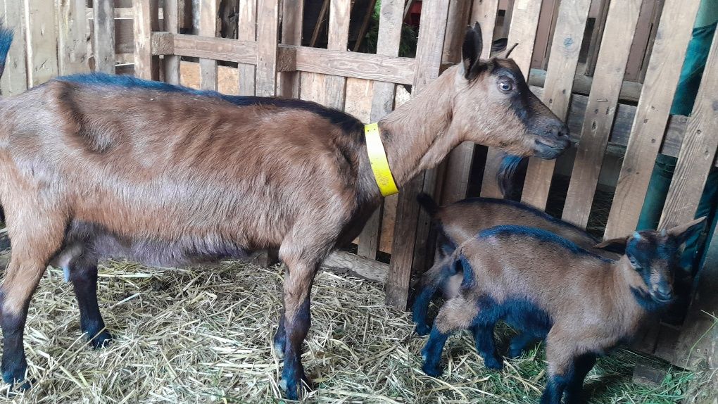 Capra alpina franceza cu 2 iezi